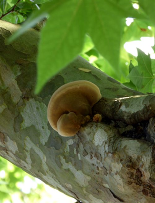 Developing brackets and canker high in the canopy of London plane in Roehampton, London